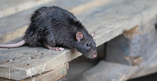 Rodent Control