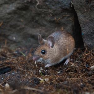 deer mouse