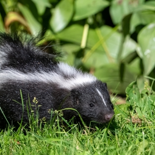 Skunk