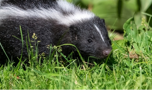 Skunk