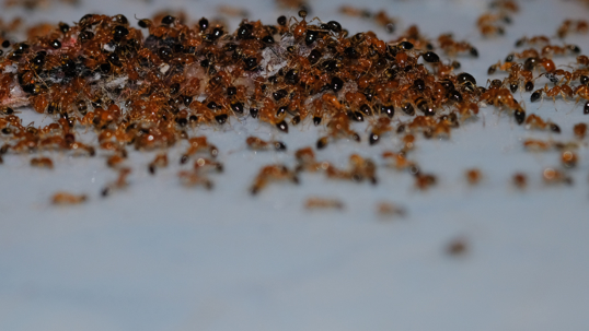 Ants are taking over your East Bay kitchen this summer - here’s why spraying makes it worse
