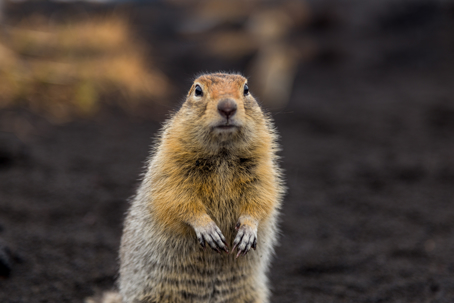 Your yard is under attack - and gophers don't take summers off in the East Bay