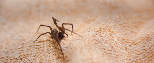 Spiders are moving into East Bay homes this fall - here’s which ones to worry about