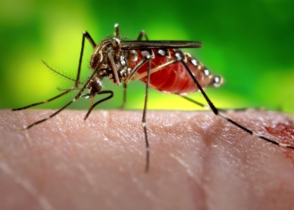Mosquitoes in the East Bay are more than an annoyance - here's what actually works to reduce them